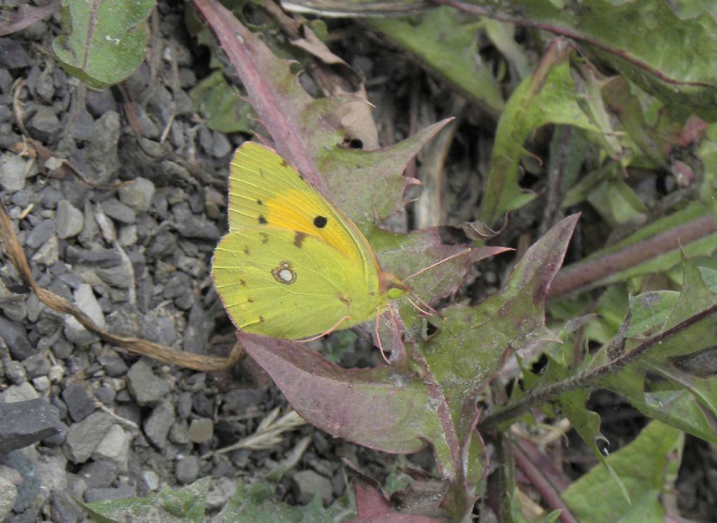 conferma identificazione - Colias crocea e Colias sp.